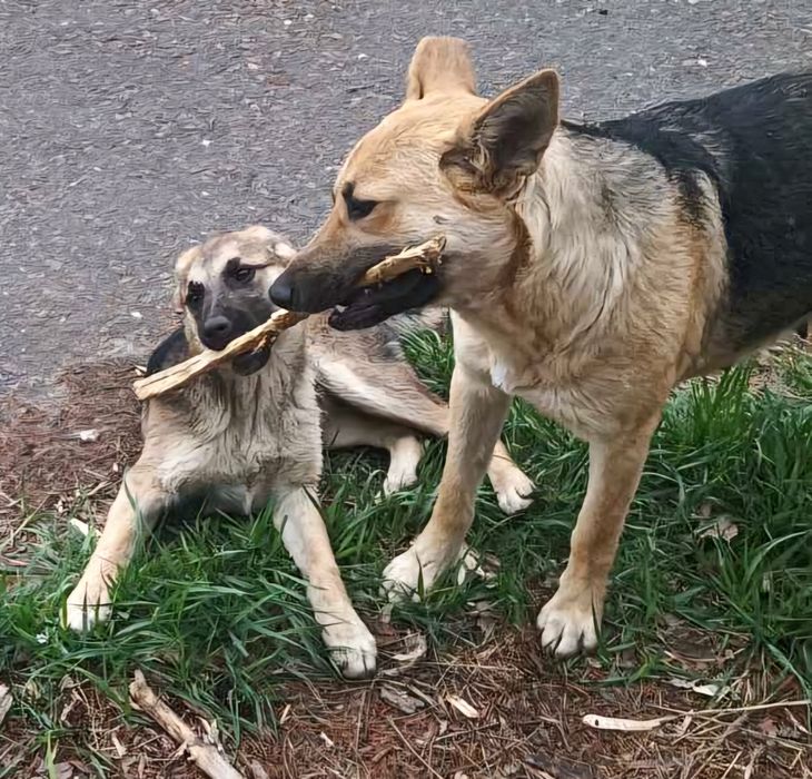 Овчаристую щенульку отдам в хорошие руки!