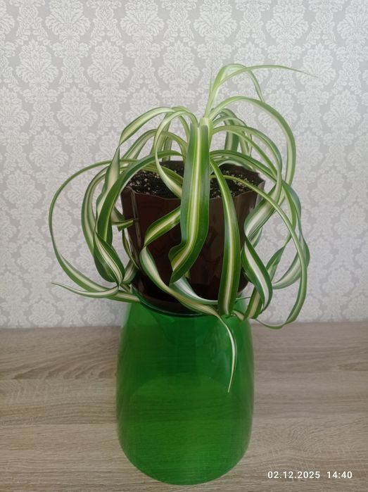 Хлорофитум "Бонни кучерявый"
