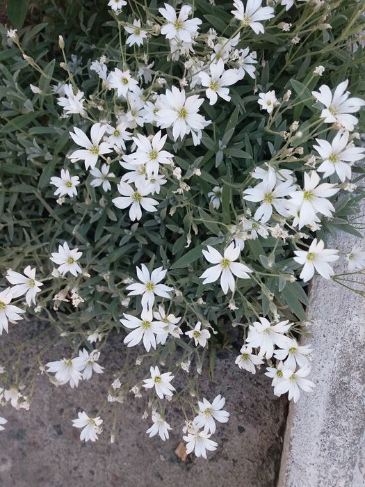 Ясколка грунтопокривна