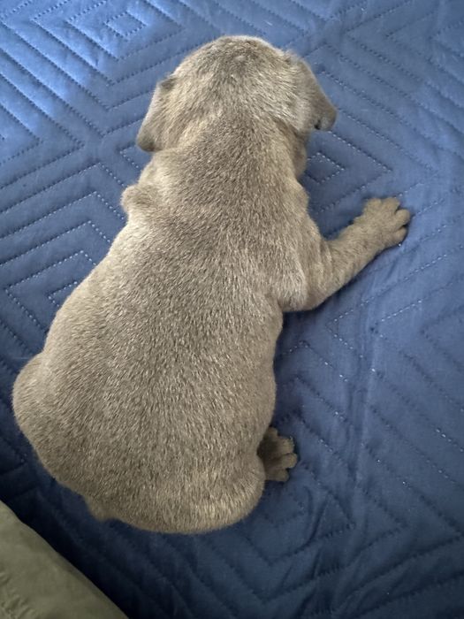 Buldogue frances