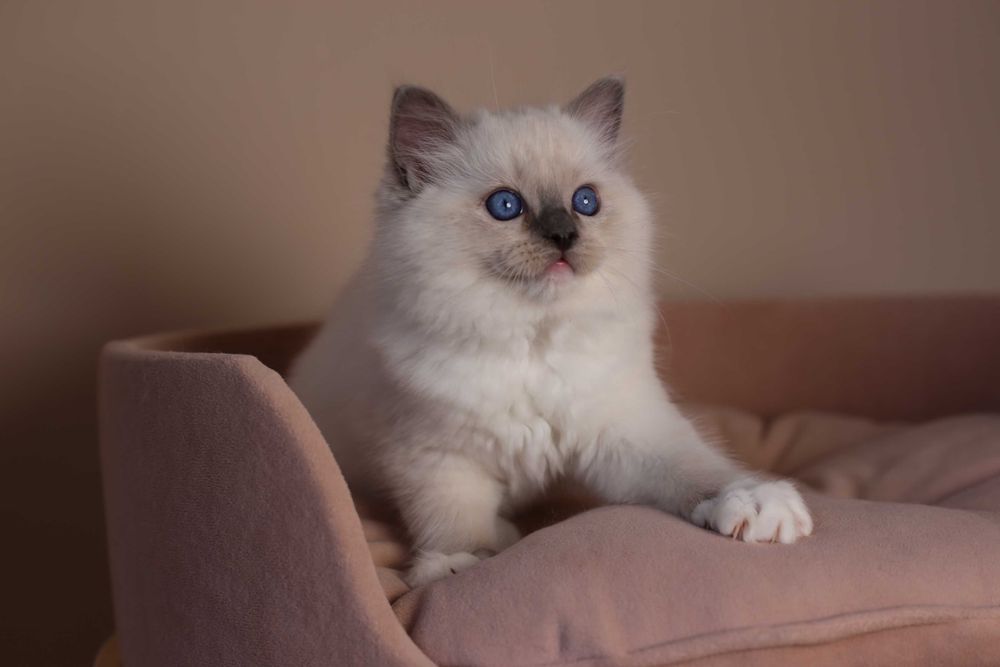 Ragdoll kocurek Amigo z hodowli Castillo Cat*PL
