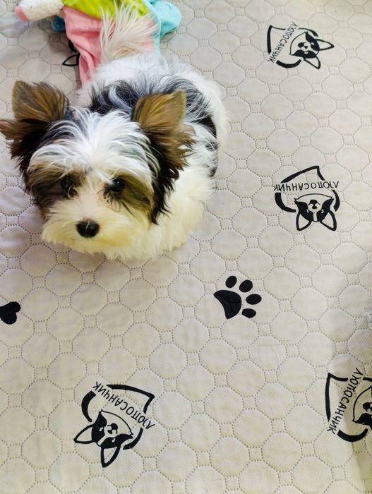 Бівер Йорк чудова дівчинка маленький стандарт