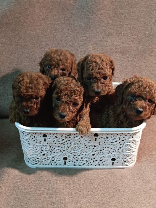 Щенки той пуделя, есть документы КСУ