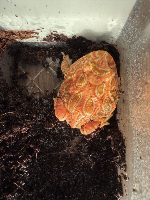 Żaba rogata odmiany strawberry (ceratophrys cranwelli)