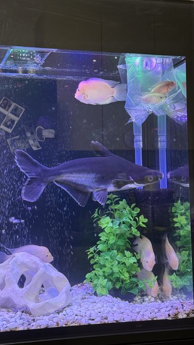 Продам сом: Пангасиус и Птеригоплихт