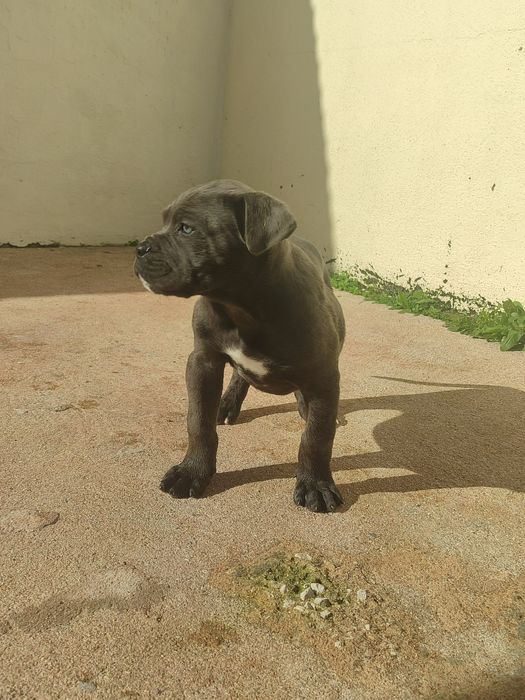 Cane Corso com lop e afixo