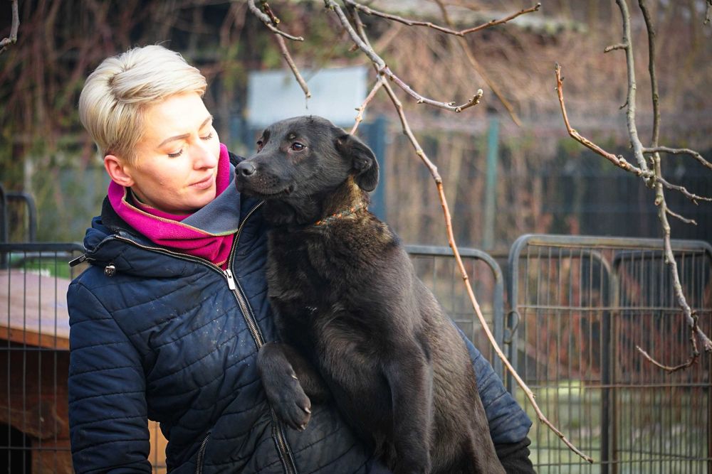 Agatka - suczka w typie labek szuka domu