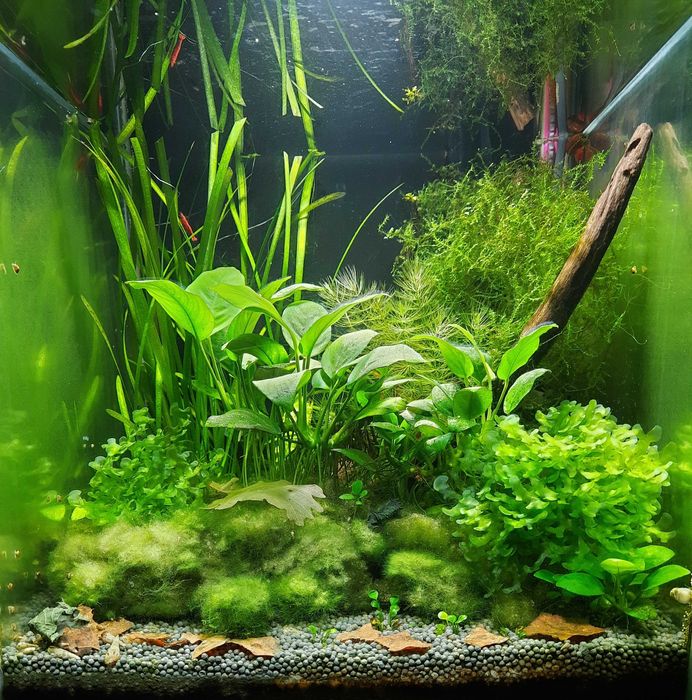 Рослини акваріумні, грунт, креветки, равлики, коряга