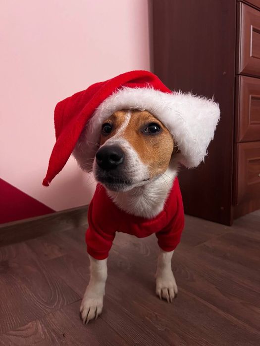 Елегантний кавалер Jack Russell  Скіф запрошує на побачення»