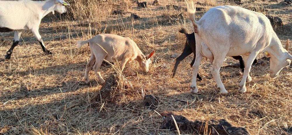 Pequeno rebanho cabras anãs