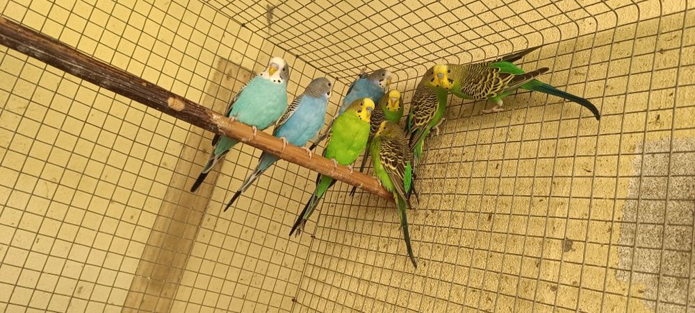 Periquitos clássicos