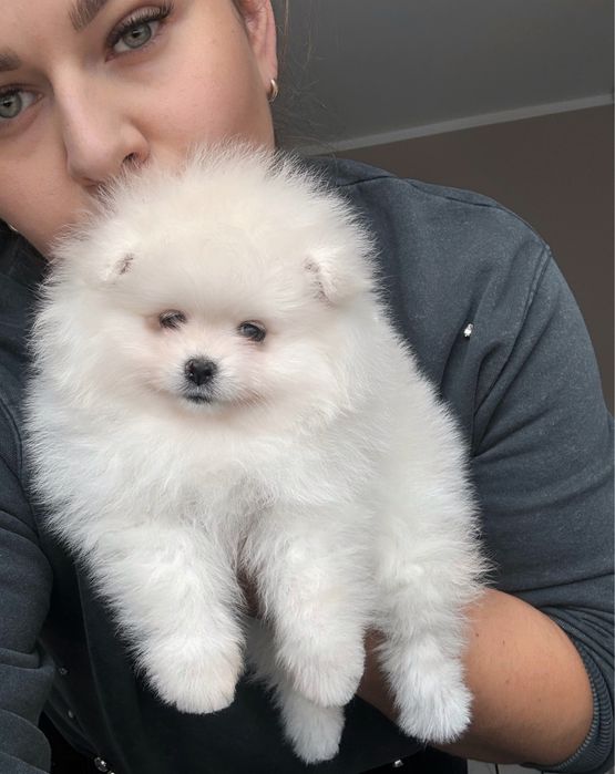 Suczka Szpic miniaturowy Pomeranian Zkwp FCI Miś
