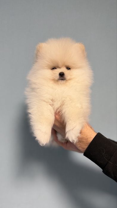 Померанський шпіц (цуценята)