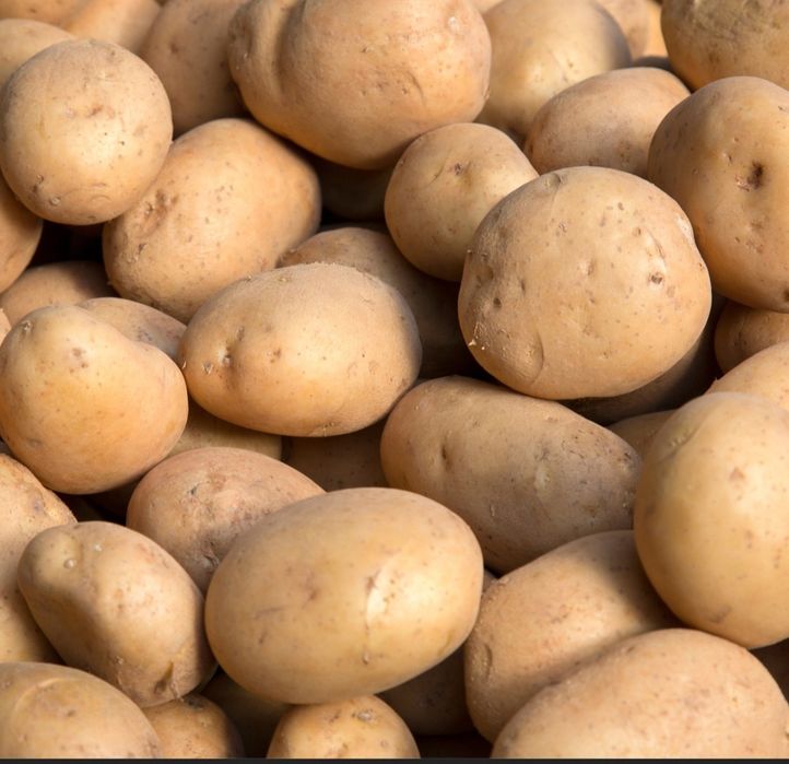 Młode Ziemniaki jadalne Irga 20kg
