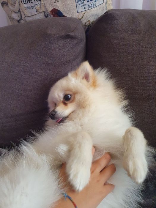 SPITZ POMERÂNIA cachorro macho para acasalar
