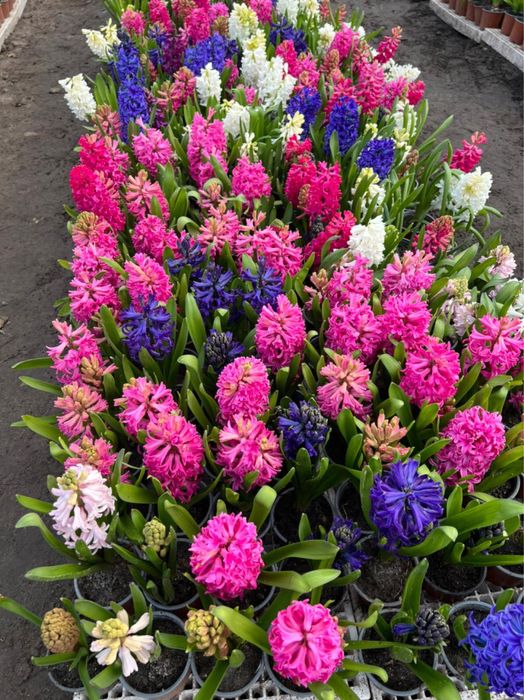 Гіацинт в горщику