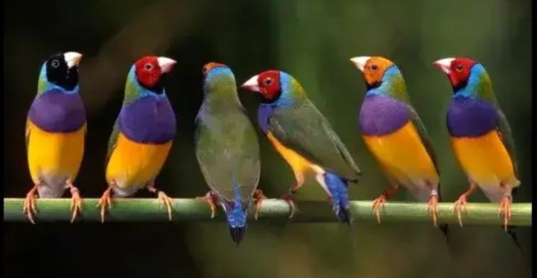 Diamante de gould aves exóticos