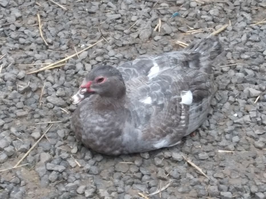 Kaczki ripple kaczki niebieskie piżmowe