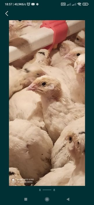 Перепілка несушка техас,фенікс.