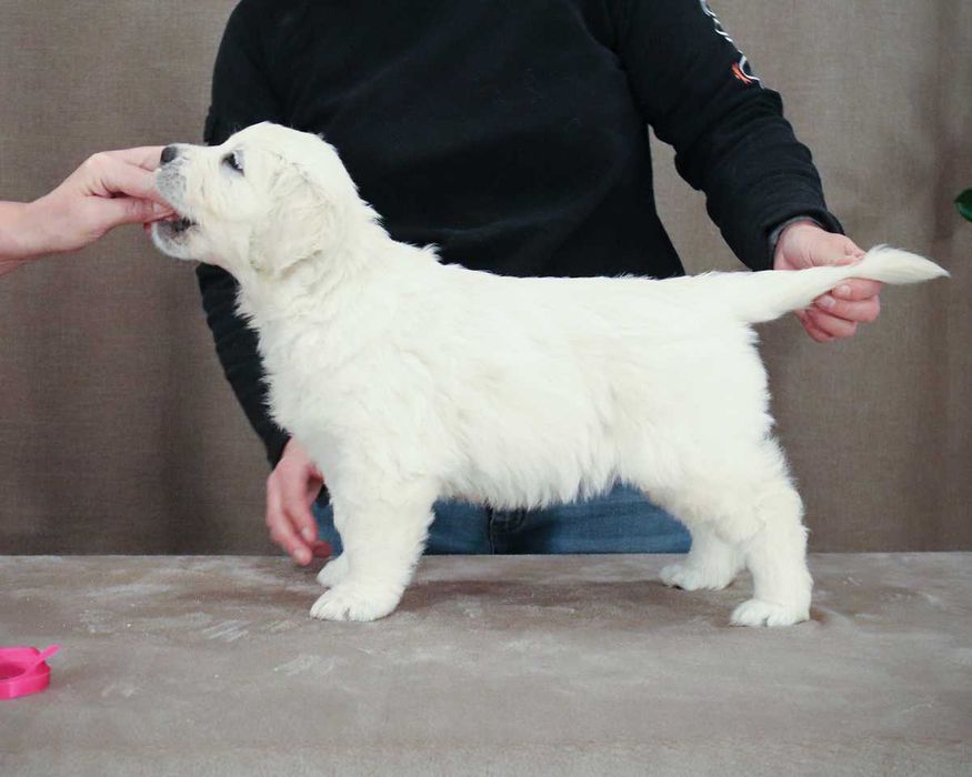 Golden Retriever