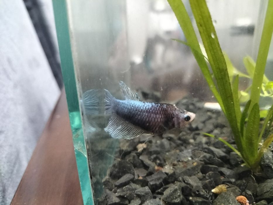 Akwarium z bojownikiem bojownik