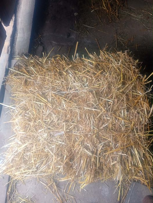 Sprzedam słomę pszeniczną i owsianą
