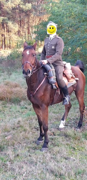 Gniady wałach 10 lat