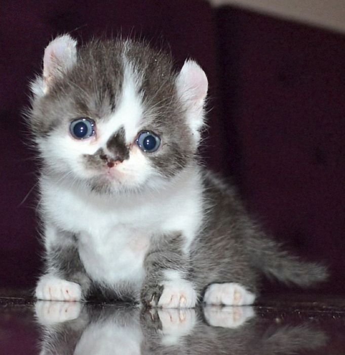 Малыш кинкалоу лонг