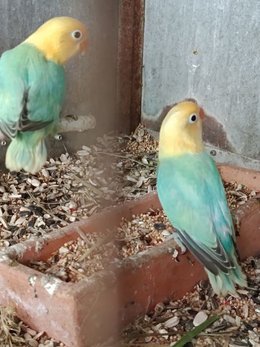 Fishers muito bonitos