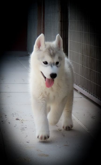 Husky Siberiano c/LOP