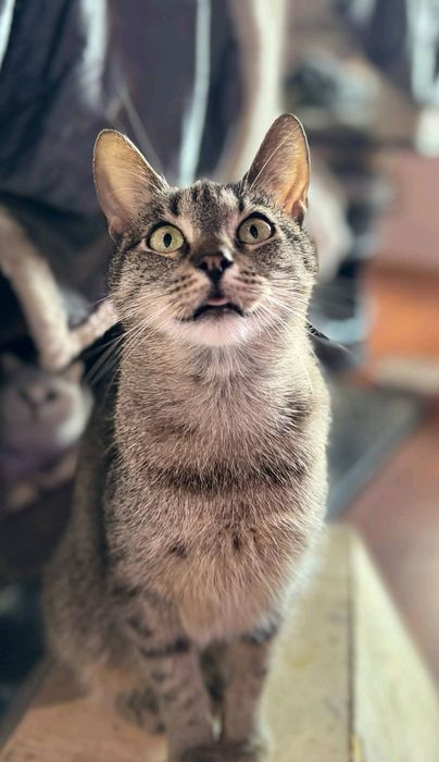 Batman i Shakira - idealny dwupak-ktoś pokocha?