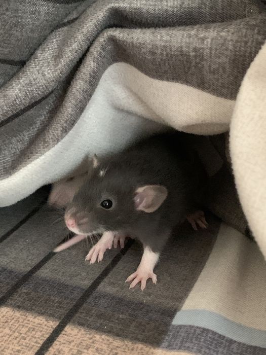 Крысы Дамбо / крысята