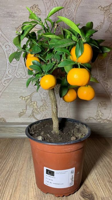 Каламондин   Цитрофортунелла