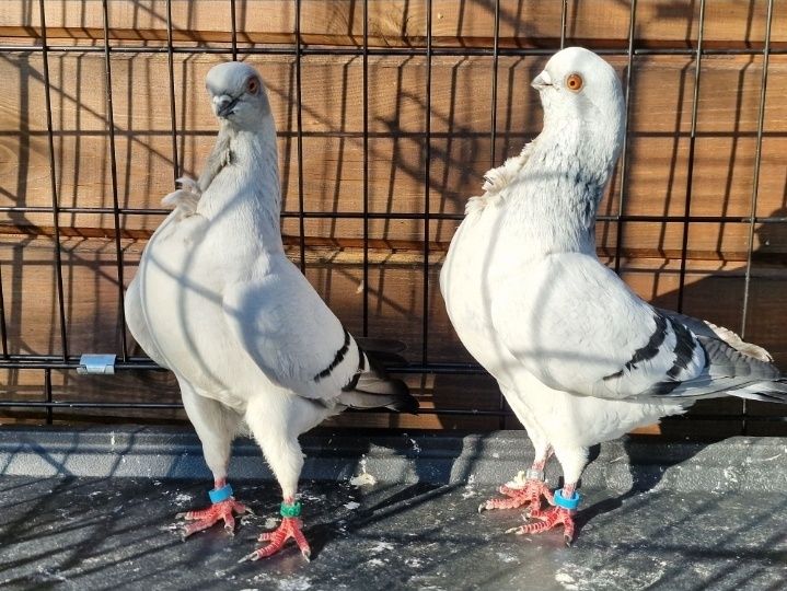 Mewki włoskie, mewka włoska, gołąb, gołębie, ozdobne,rasowe