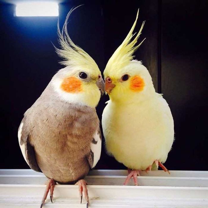 Vendo ou troco ring neck