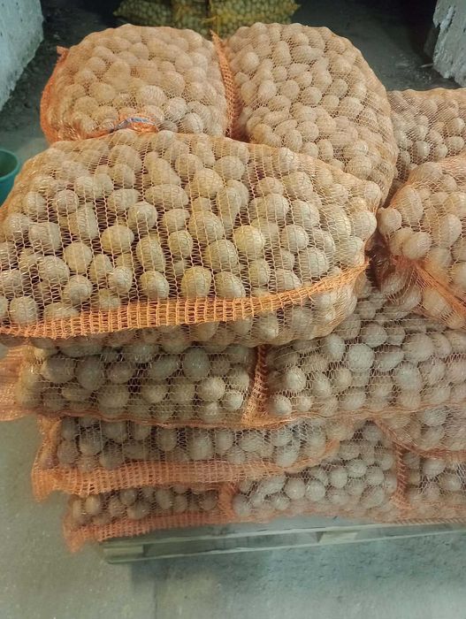 Ziemniaki wielkości sadzeniaka