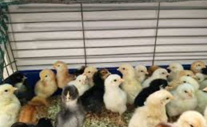 Курчата домашні.