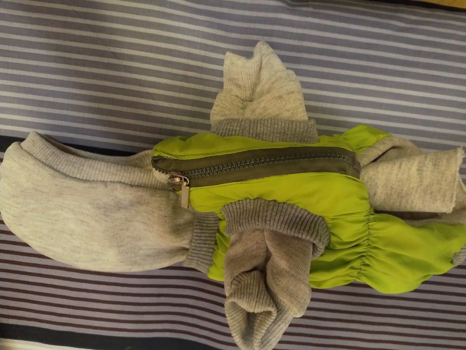 Одежда для собак, обувь