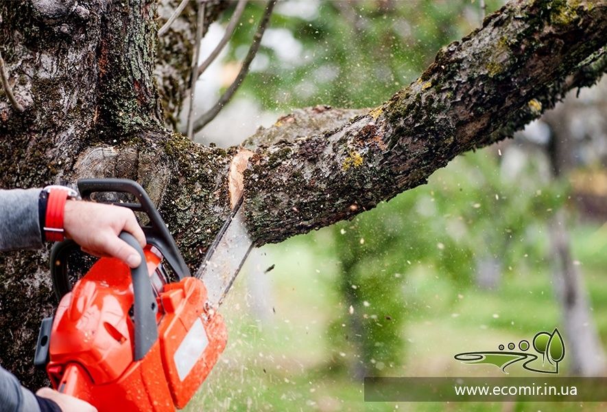 Зрізка обрізка обрізання кронування дерев