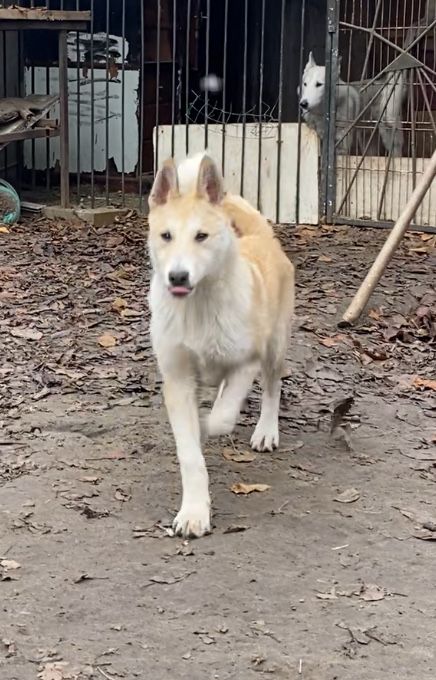 Цуценята західно сибірської лайки