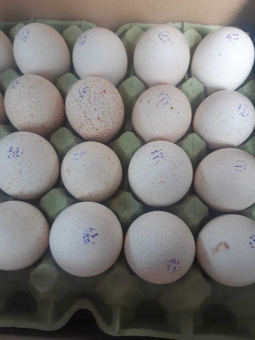 Індики важкого кроссу Біг 6 Опт та роздріб