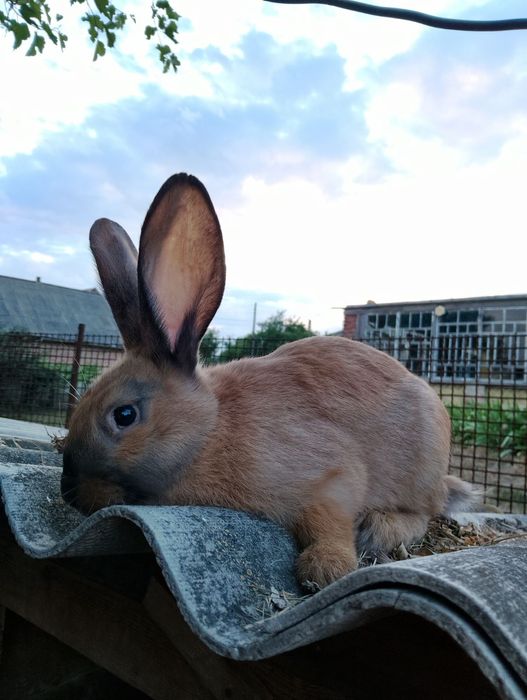 Продам Кролі підлітки