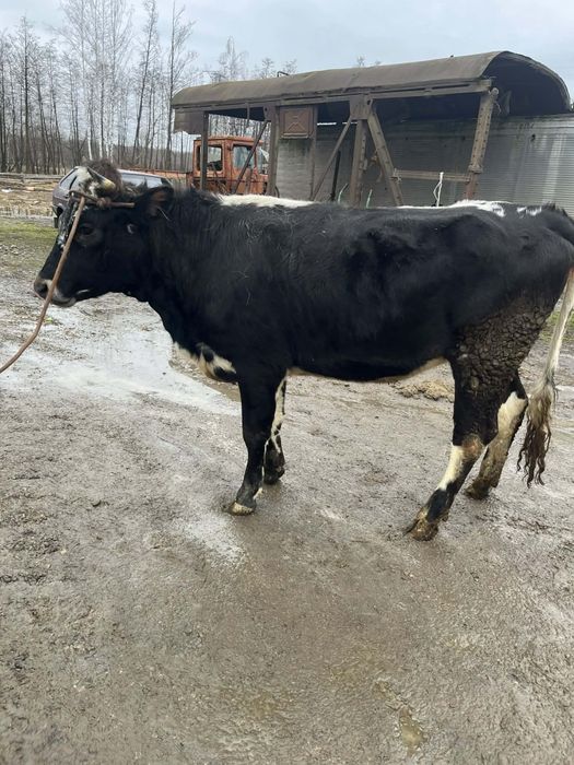 Продається тільна телиця