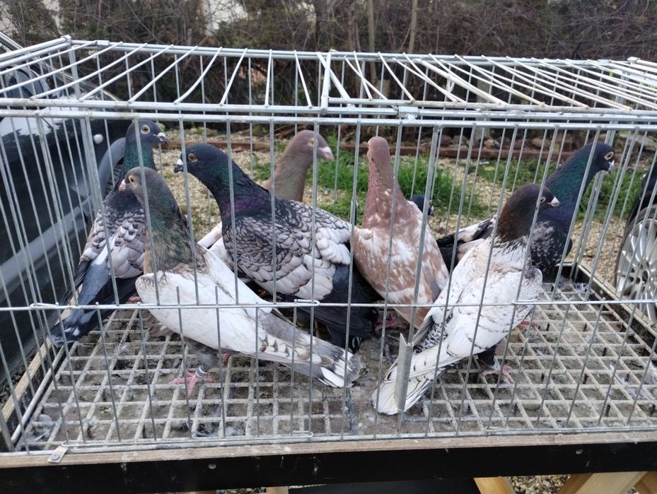 Sprzedam gołębie frill