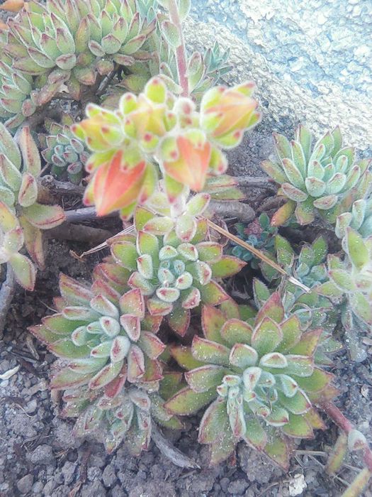 Vende suculentas e plantas variadas