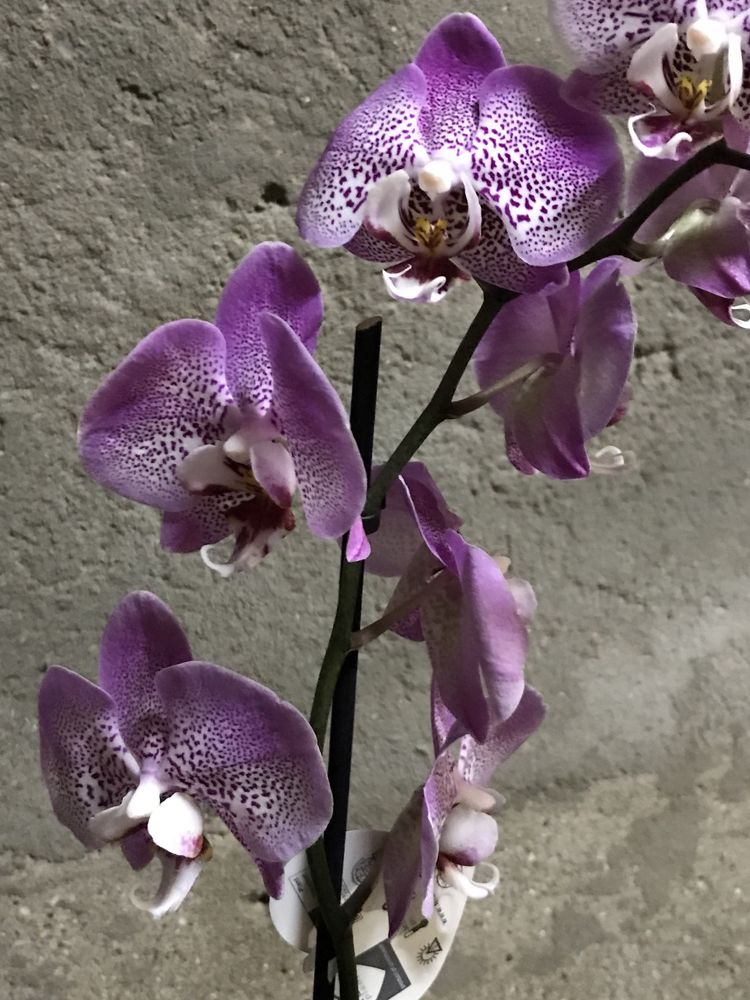 Моя подборка разных видов орхидей — 12 красивых фото
