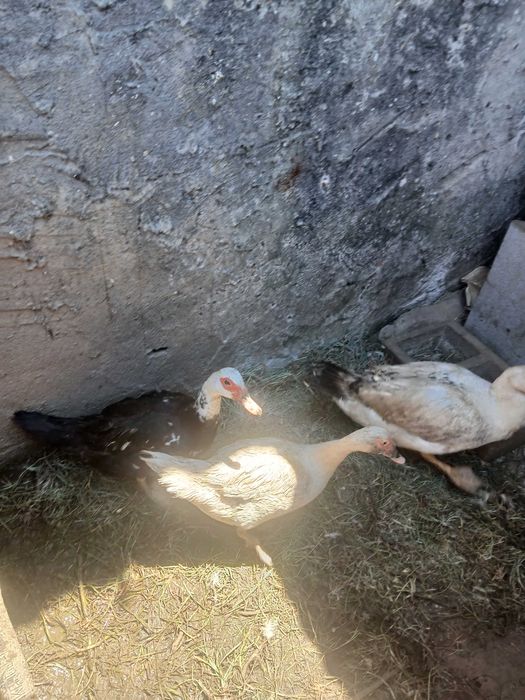 Patos Mudos raça grande