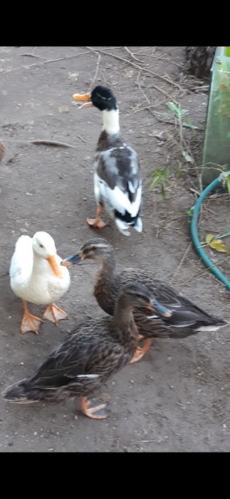Vendo patos diversos (mistos)