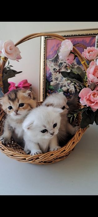 Кошенята, найкращий вибір! Британські котята, срібна та золота шиншила!