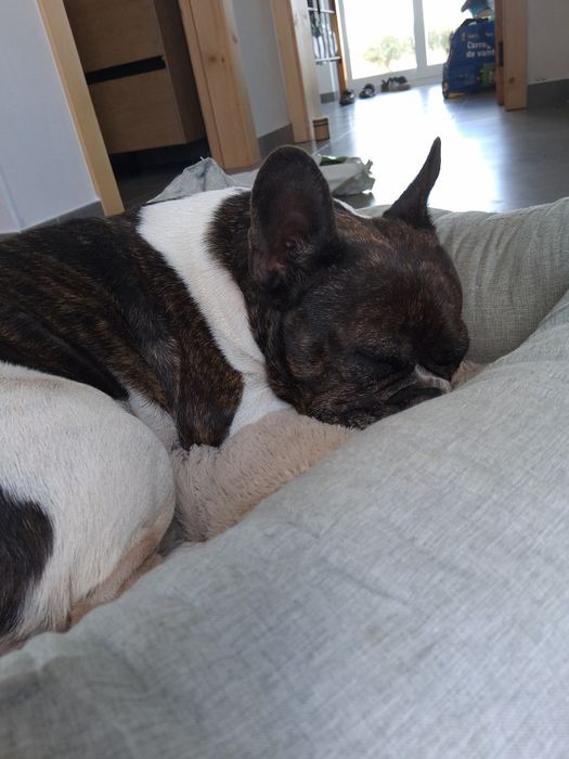 Passeios Cães / Pet Sitting